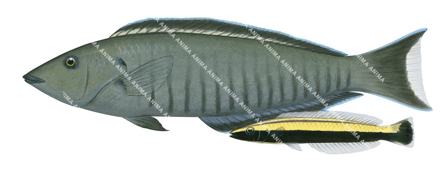 Ringed Slender Wrasse-2 Adult and Juvenile,Hologymnosus annulatus,Roger Swainston,Animafish