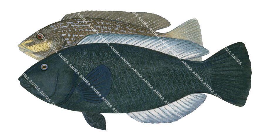 Inscribed Wrasse Male and Female,Notolabrus inscriptus,Roger Swainston,Animafish