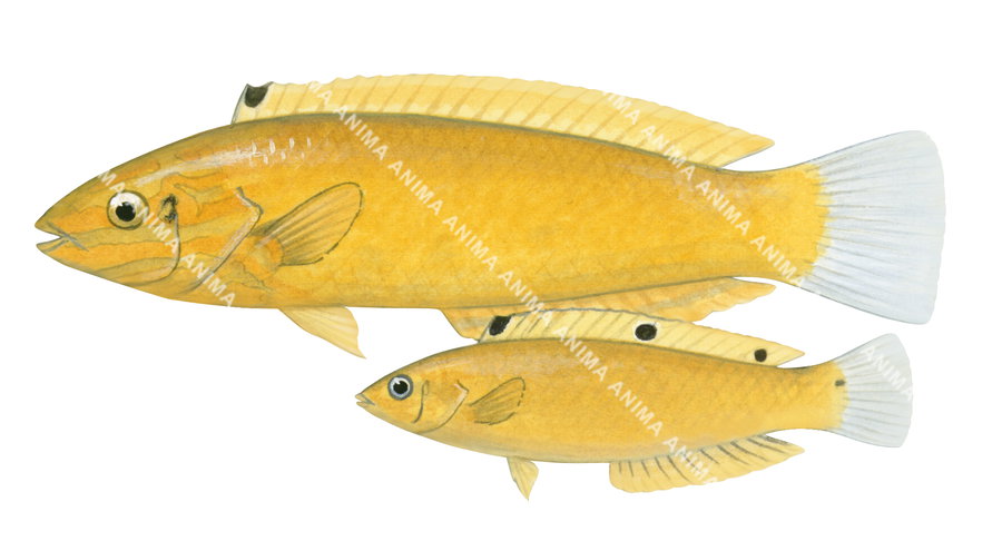 Golden Wrasse-2 Adult and Juvenile,Halichoeres chrysus,Roger Swainston,Animafish