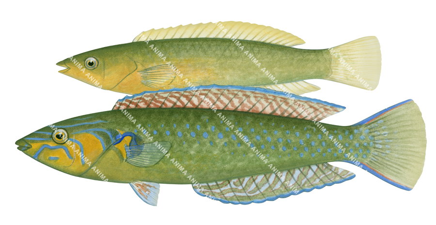 Long Green Wrasse-1 Male and Female,Pseudojuloides elongatus,Roger Swainston,Animafish