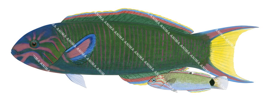 Moon Wrasse-1 Adult and Juvenile,Thalassoma lunare,Roger Swainston,Animafish