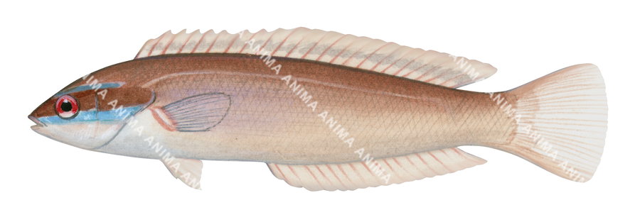 Pink Wrasse,Pseudocoris yamashiroi,Roger Swainston,Animafish