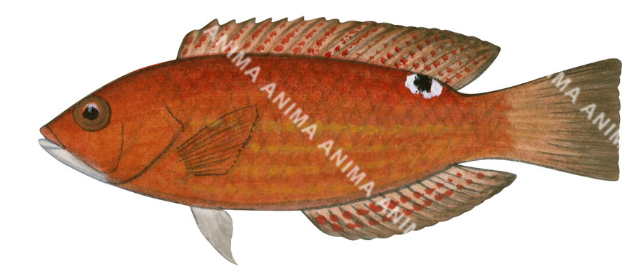 Rosy Wrasse-1 Juvenile,Pseudolabrus rubicundus,Roger Swainston,Animafish