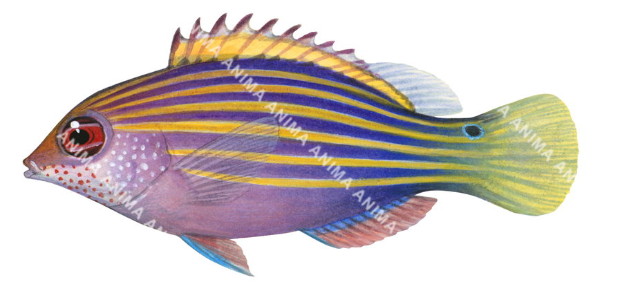 Sixline Wrasse-1,Pseudocheilinus hexataenia,Roger Swainston,Animafish