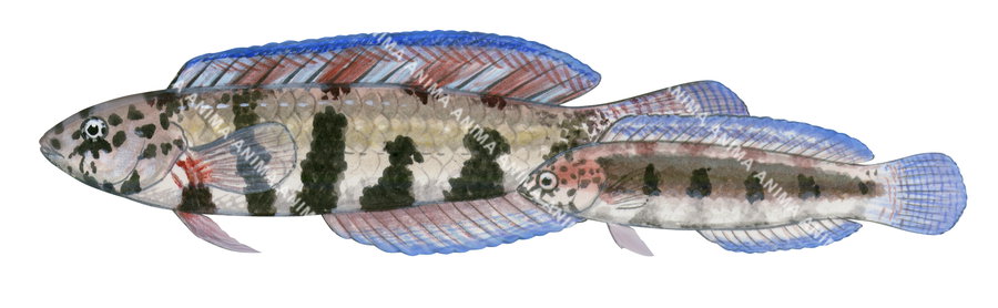 Snakeskin Wrasse Juvenile,Eupetrichthys angustipes,Roger Swainston,Animafish