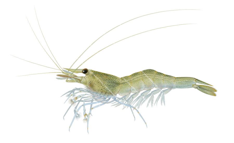 Glass Shrimp-2,Paratya australiensis,Roger Swainston,Animafish