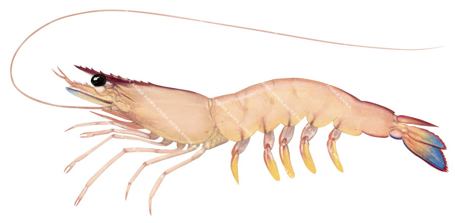 Eastern King Prawn-2,Melicertus plebejus,Roger Swainston,Animafish