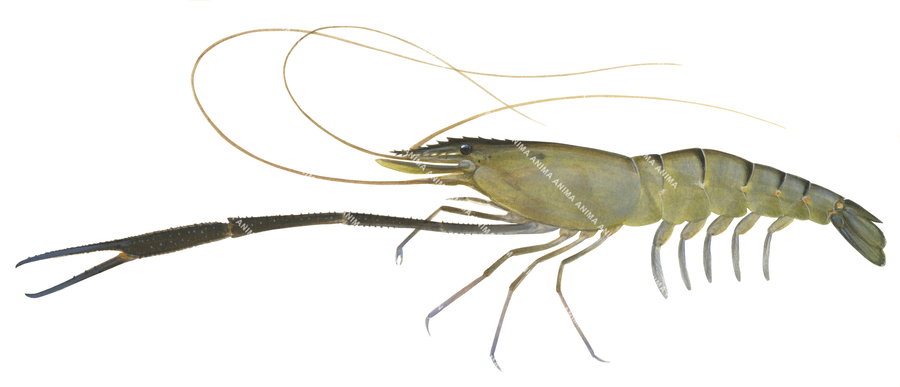 Freshwater Prawn,Macrobrachium rosenbergii,Roger Swainston,Animafish