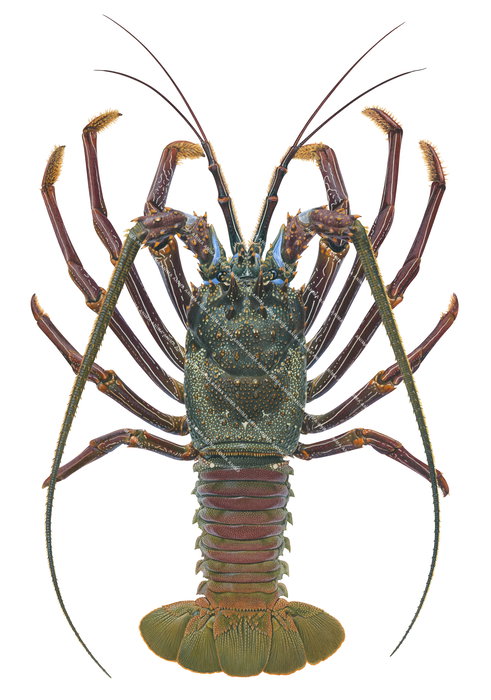 Doublespined Rock Lobster-2,Panulirus penicillatus-Roger Swainston,Animafish