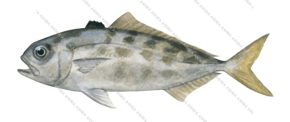 Blackbanded Amberjack,juv,Seriola nigrofasciata,Roger Swainston,Animafish