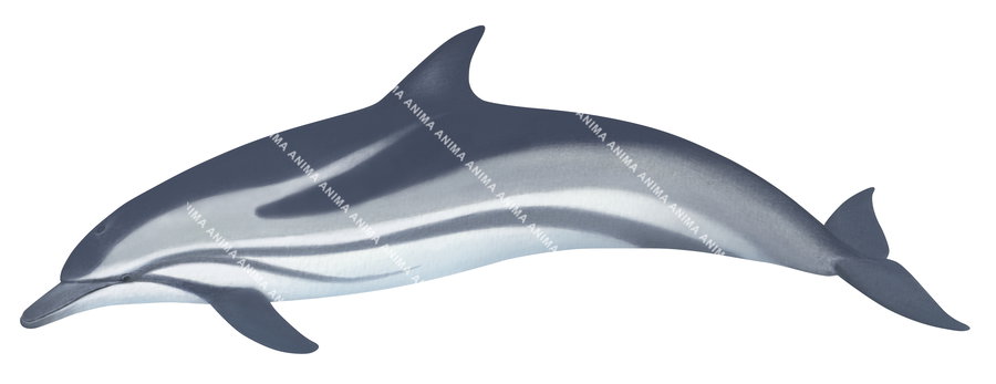 Dolphin,Striped,Stenella coeruleoalba,Roger Swainston,Animafish