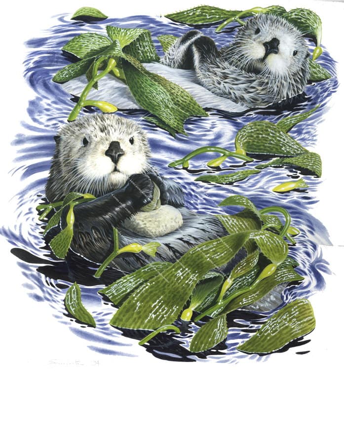 Sea Otter1,Enhydra lutis,Beautiful painting by R.Swainston