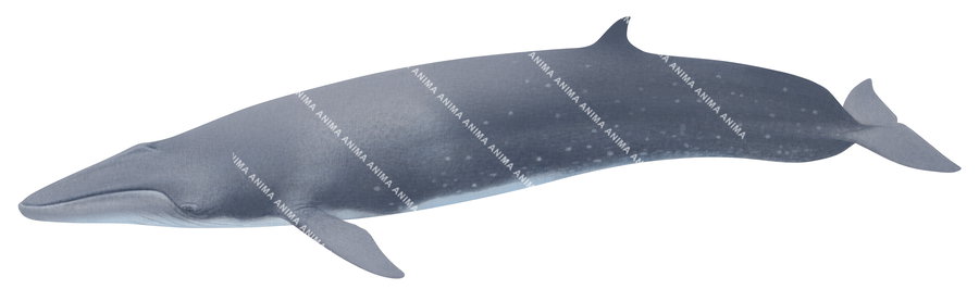 Sei Whale,Balaenoptera borealis,Roger Swainston,Animafish