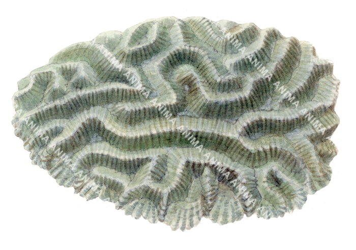 Coral,Oulophyllia crispa.Scientific illustration by Roger Swainston,Anima.au