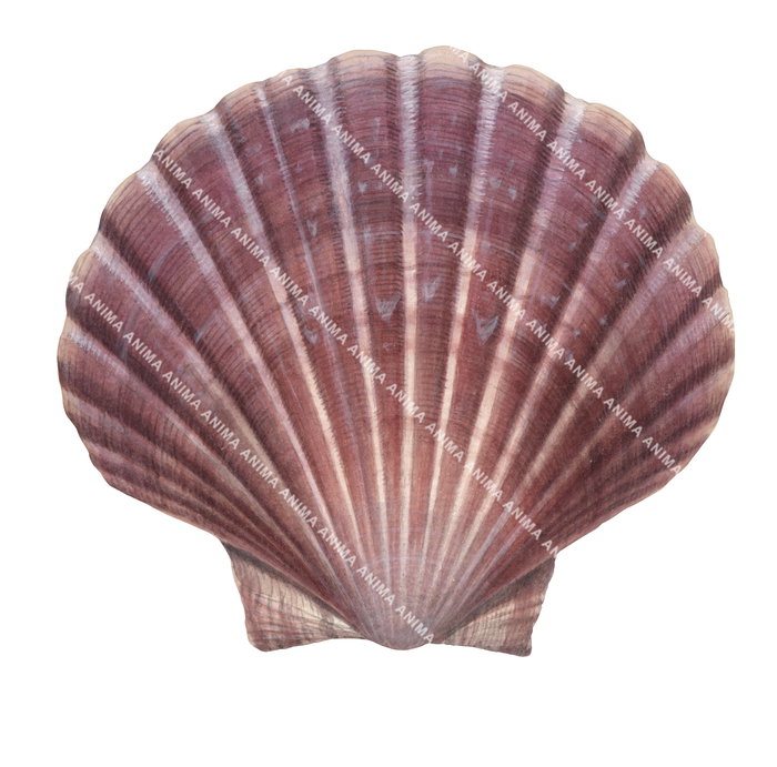 Commercial Scallop,Pecten fumatus,Roger Swainston,Animafish