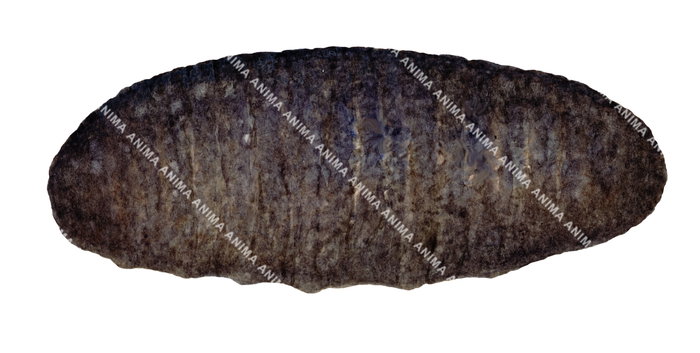 BlackTeatfish Sea Cucumber,Holothuria nobilis.Scientific illustration by Roger Swainston,Anima.au