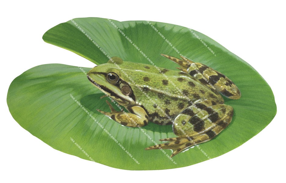 Green Frog,Rana esculenta,Roger Swainston,Animafish
