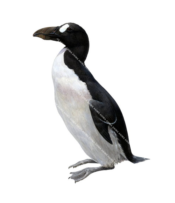 Great Auk,Alca impennis,Roger Swainston,Animafish