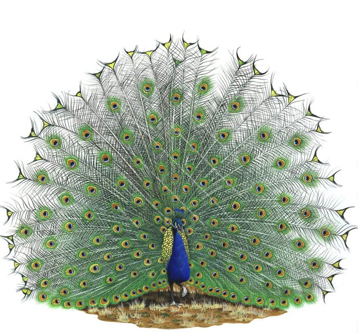 Male Peacock spreading feathers,Pavo cristatus,Roger Swainston,Animafish