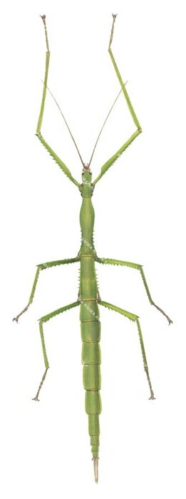 Stick Insect from Vanuatu,Phasmidae.High quality illustration by Roger Swainston