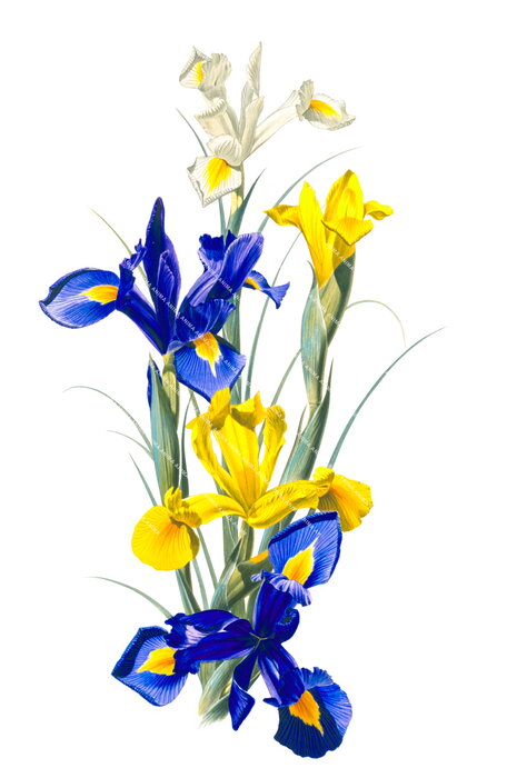 Dutch Iris,Irioideae,Roger Swainston,Animafish