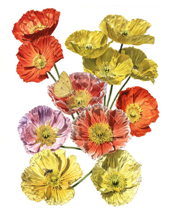 Icelandic Poppies,Papaver nudicaule,High quality illustration by R.Swainston