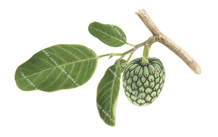 Quiterajo Fruit from Mozambique,High quality illustration by R.Swainston