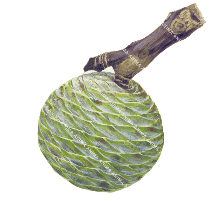 Kauri Cone from Vanuatu,Agathis macrophylla,High Res Illustration by R. Swainston