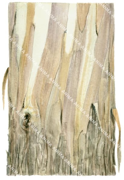 Blue gum Bark,Eucalyptus globulus,Roger Swainston,Animafish