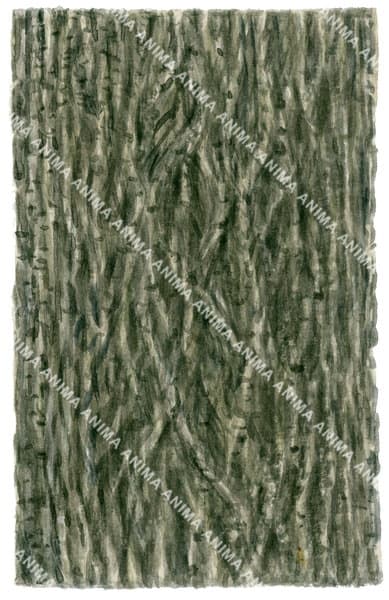 Weeping Willow Bark,Salix babylonica,Roger Swainston,Animafish