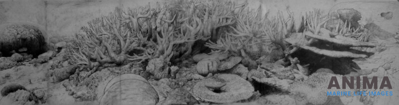 Site 3,Underwater drawing,Ningaloo, by Roger Swainston copy