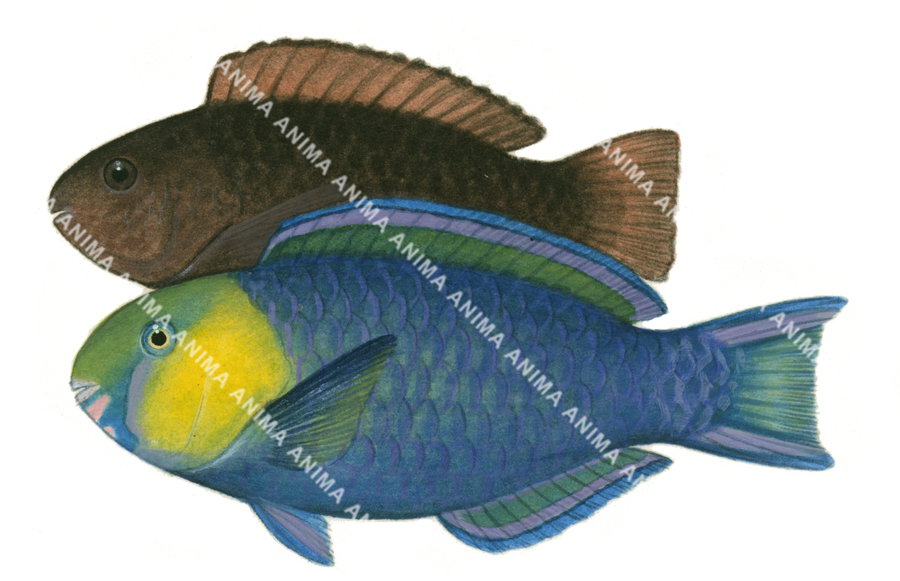 Greensnout Parrotfish, Male and Female,Scarus spinus|High Res Scientific illustration by Roger Swainston