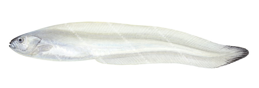 Limp Eelpout,Melanostigma gelatinosum,Roger Swainston,Animafish