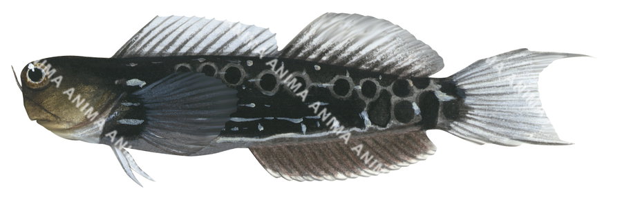 Ocular Combtooth Blenny,Ecsenius oculatus,Roger Swainston,Animafish