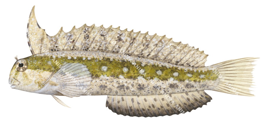 Crested Sabretooth Blenny,Petroscirtes mitratus,Roger Swainston,Animafish