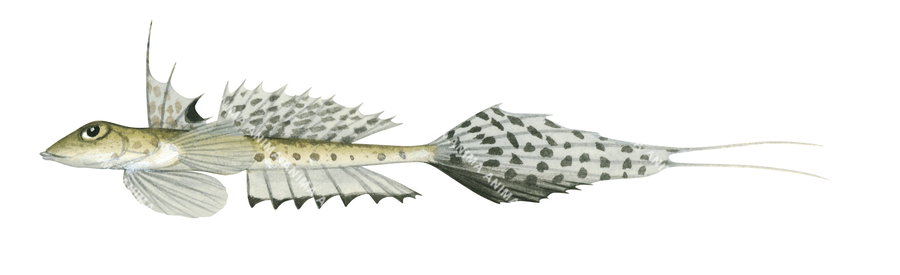 Australian Stinkfish,Calliurichthys australis,Roger Swainston,Animafish