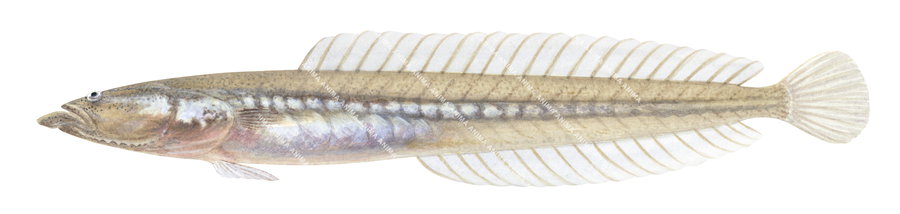 Sand Dart,Kraemeria sp.Scientific fish illustration by Roger Swainston