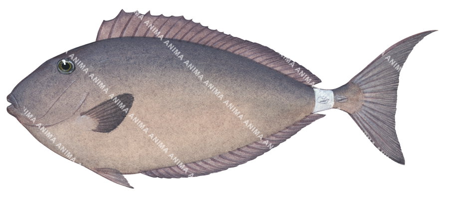 Horseface Unicornfish,Naso fageni,Roger Swainston,Animafish