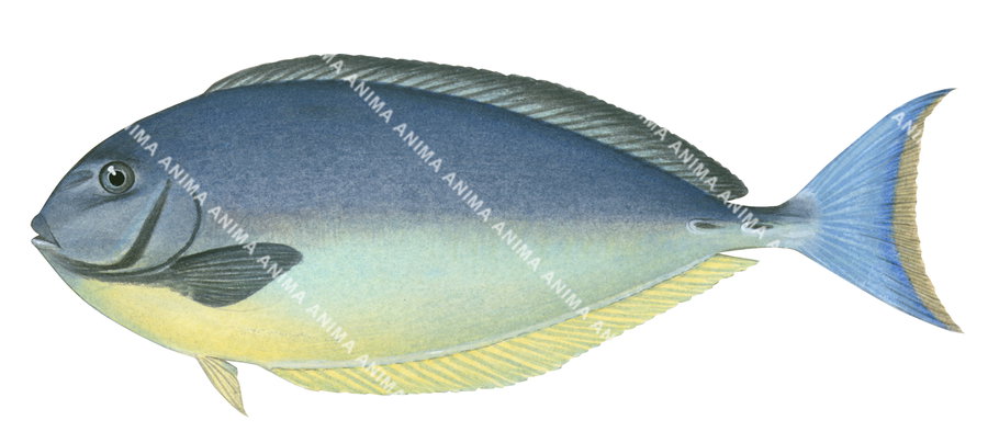 Sleek Unicornfish,Naso hexacanthus,Roger Swainston,Animafish