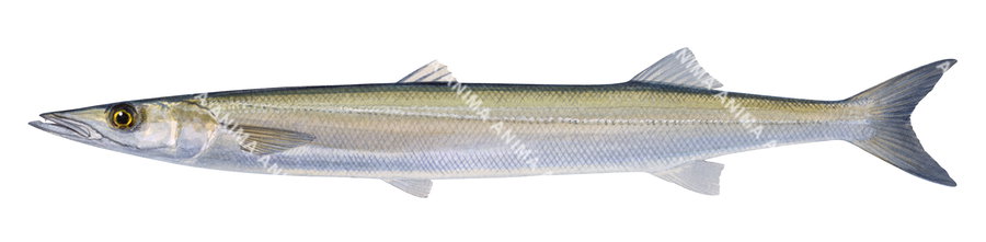 Snook,Sphyraena novaehollandiae,Roger Swainston,Animafish