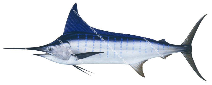 Striped Marlin,Tetrapterus audax,Scientific fish illustration Roger Swainston