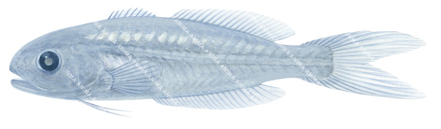 Juvenile Amarsipa,Amarsipus carlsbergi,High Res Scientific illustration by Roger Swainston