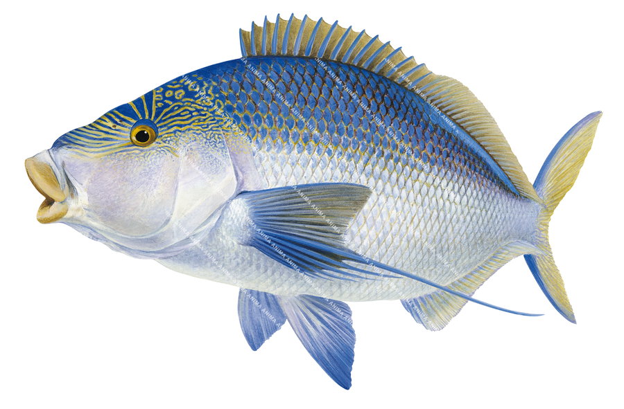 Blue Morwong in alive position,Nemadactylus valenciennesi.Scientific fish illustration by Roger Swainston