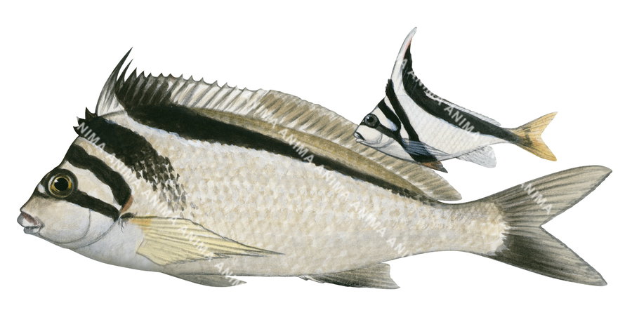 Magpie Morwong,Adult and Juvenile,Goniistius gibbosus.High Res Illustration by R. Swainston