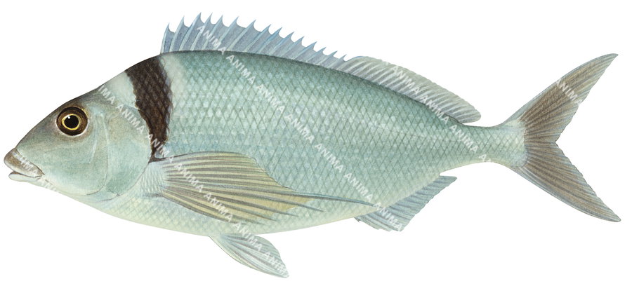 Jackass Morwong,Nemadactylus macropterus.High Res Illustration by R. Swainston