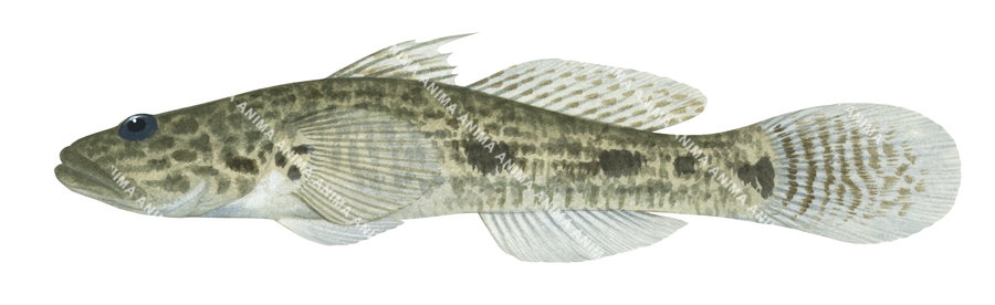 Mangrove Flathead Goby,Glossogobius circumspectus |High Res Scientific illustration by R. Swainston