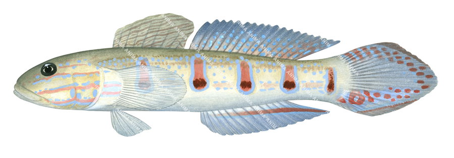 Ocellate Glider Goby,Valenciennea longipinnis|High Res Scientific illustration by R. Swainston