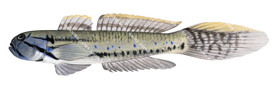 Bridled Goby,Arenigobius bifrenatus.High Res Scientific illustration by R.Swainston