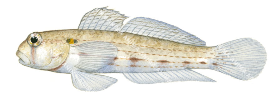 Shoulderspot Sandgoby,Gnatholepis scapulostigma.High Res marine image by R.Swainston