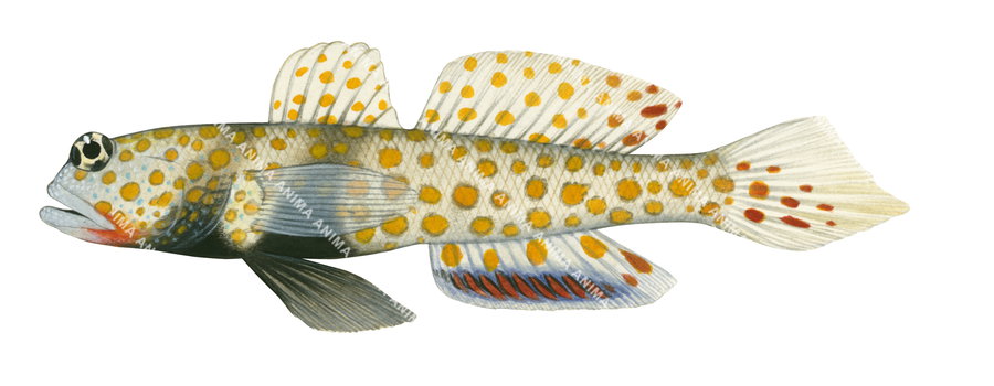 Spotted Shrimpgoby,Amblyeleotris,guttata|High Res Illustration by R. Swainston